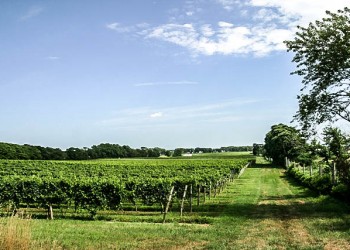 vineyard-3
